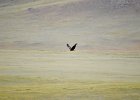 Zwarte wouw (oostelijk) (black-eared kite) Milvus migrans lineatus  - Hustai Nuruu 09-08-2016 (4)